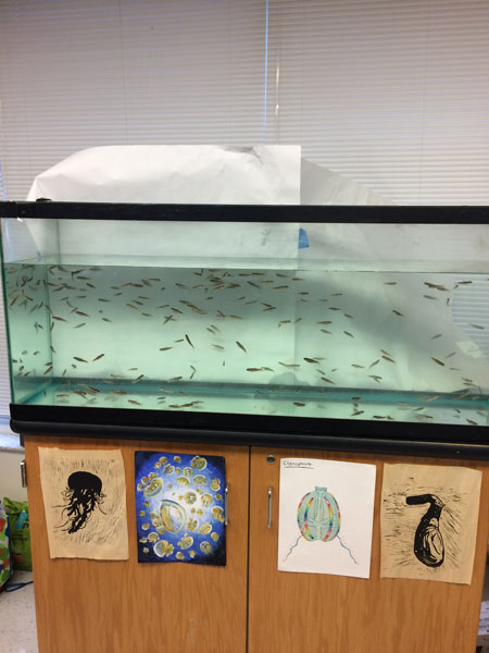 Trout in the Classroom